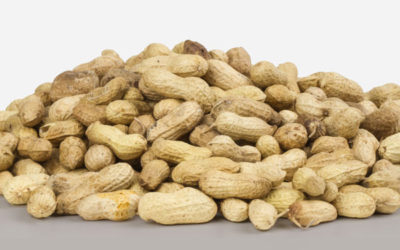 Peanut Hulls as Alternative Fuel: How To Safely Manage Combustible Biomass Dust